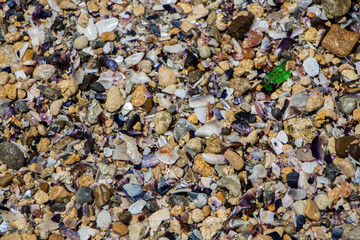 An surface of the pebble and seashells near the sea. Texture of the pebble and seashells.