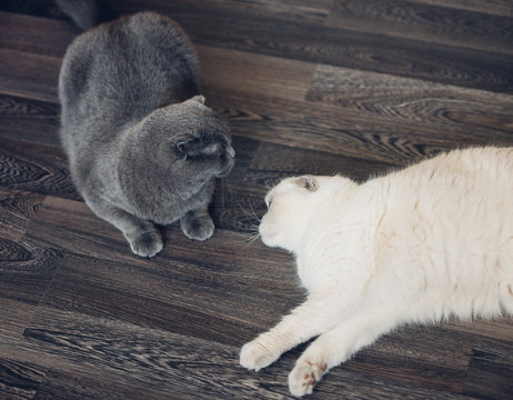 Two scottish shorthair cats, boy and girl, breeding mating cats