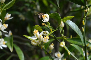 Flower of Sicily, Close-up of Clementine Flowers with a Bee Collecting Pollen
