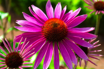 Obraz premium Echinacea. Flowering of purple chamomile in summer. Purple blossom with yellow-red center