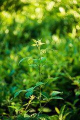 Fototapeta na wymiar Blackberry sprout among green tea bushes