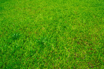 Wide Green grass