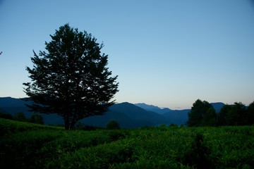 Evening in the mountains. Trees and meadow in the background of high rocky mountains.