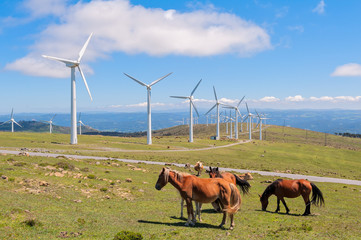 Landscape with horses, wind turbines for electric power generation, blue sky and clouds. Galicia, Spain.