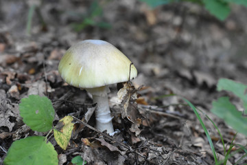 Amanita phalloides,  commonly known as the death cap, deadly poisonous mushroom in the forest. Most toxic mushroom in Europe