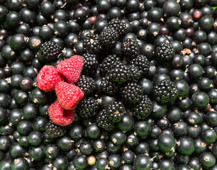 currants raspberries and blackberries