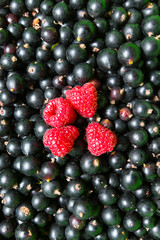 berries of black currant and raspberry