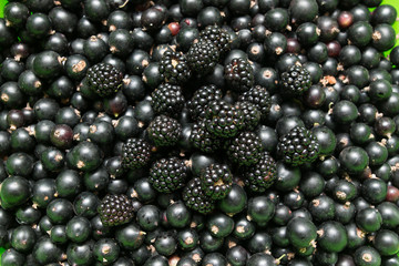 currants and blackberries as a background