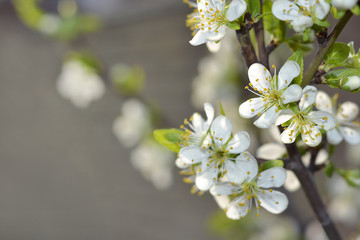 Easter spring flowering white Flowers of cherries and green leaves.