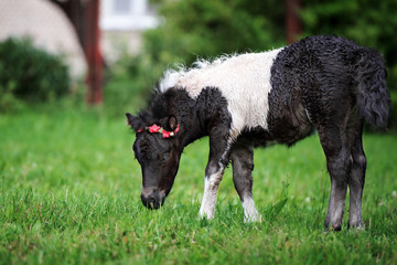 Fototapeta premium beautiful shetland pony foal in a flower crown