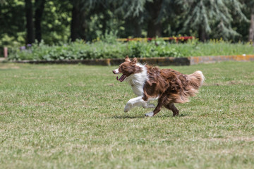 Portrait of Border Collie on a walk and fresbee dog training in Belgium