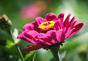Obraz premium Common Zinnia Flower