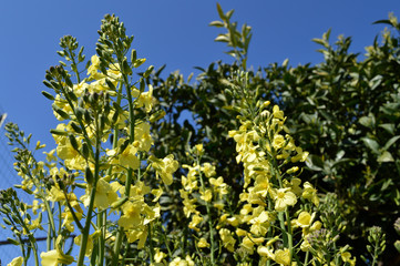 Close-up of Broccolini Bloom, Nature