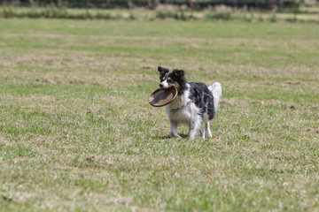 Portrait of Border Collie on a walk and fresbee dog training in Belgium
