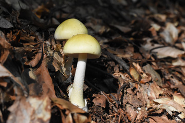 Amanita phalloides,  commonly known as the death cap, deadly poisonous mushroom in the forest. Most toxic mushroom in Europe