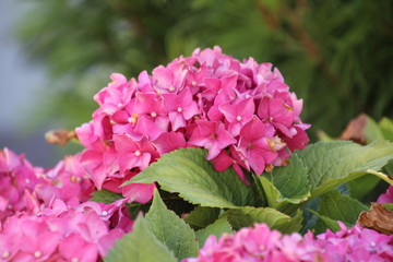 Rhododentron im Garten