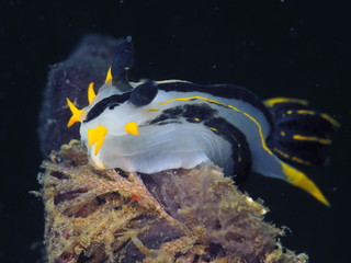 Yellow Black translucent Polycera capensis-Crowned nudibranch in Chowder Bay, Sydney, Australia