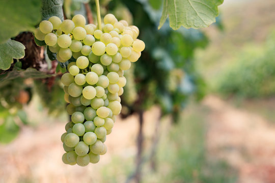 Bunch of white wine grapes on vine with vineyard background