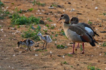 Family of Egyptian Geese