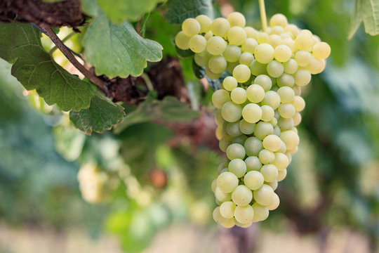 Large bunch of white wine grapes on vine