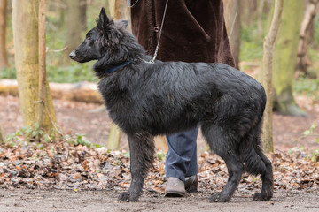 Portrait of Belgian Shepherd groenendeal in Belgium