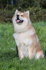 Portrait of atika dog inu walking in Belgium
