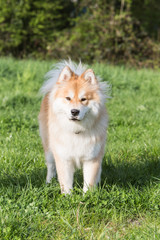 Fototapeta na wymiar Portrait of atika dog inu walking in Belgium