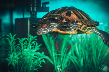 Isolated close-up of a red-eared slider turtle red-eared terrapin in a pond