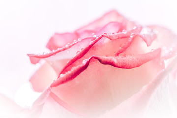 closed up of sweet pink rose flower for valentines day and wedding background, selective focus