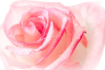 closed up of sweet pink rose flower for valentines day and wedding background, selective focus