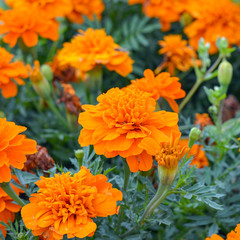 Orange tagetes erecta blooming in summer flower bed