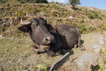 buffalo sit on the ground