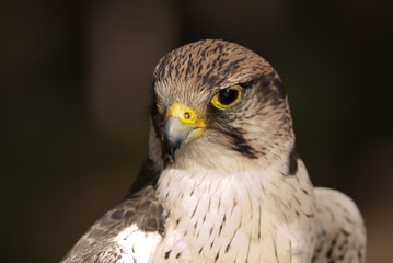 bird hawk watching its prey