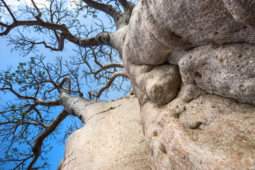 The trunk of a Baobab tree as seen from below.