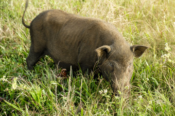 pig walking at the garden