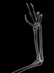 X RAY SKELETON 3D RENDER