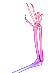 Obraz premium X RAY SKELETON 3D RENDER