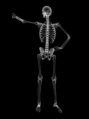 X RAY SKELETON 3D RENDER