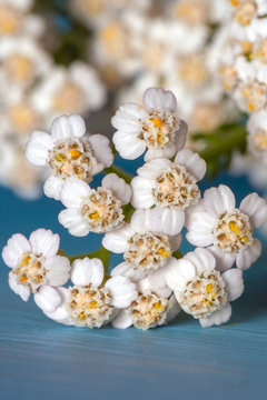 Close up Achilea millefolium