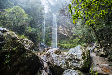 Fototapeta premium Twin Falls hike in the Springbrook National Park, Australia
