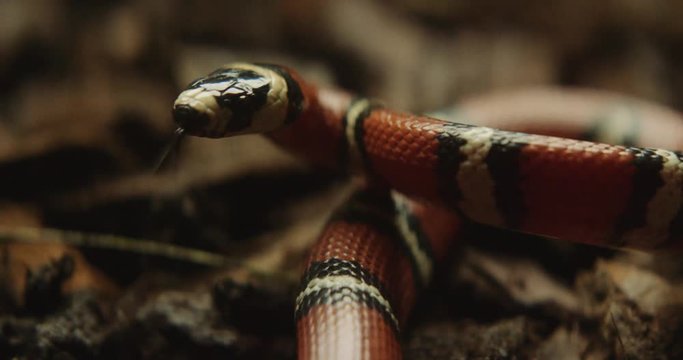 Shot on Red 6k 85fps