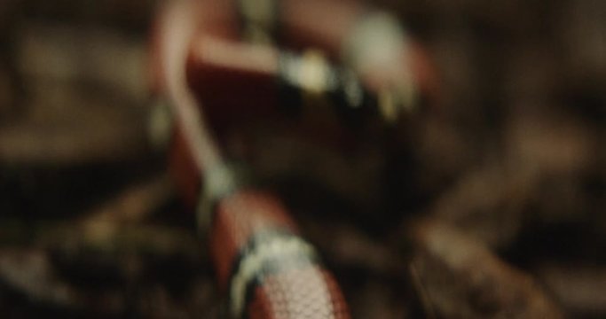 Shot on Red 6k 85fps