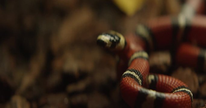 Shot on Red 6k 85fps