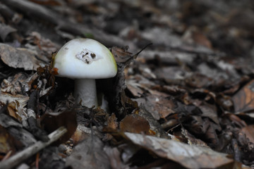 Amanita phalloides,  commonly known as the death cap, deadly poisonous mushroom in the forest. Most toxic mushroom in Europe