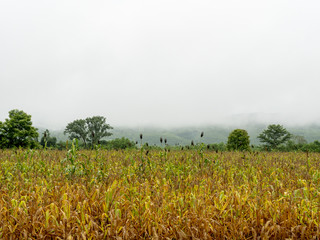 Obraz premium dry corn field