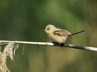 Bearded reedling, Panurus biarmicus