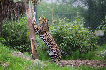 Jaguar