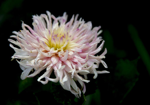 dahlia in the garden at dawn