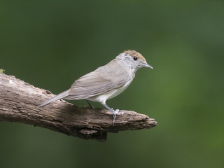 Blackcap, Sylvia atricapilla