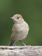 Blackcap, Sylvia atricapilla